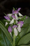 Showy orchis <BR>Showy orchid